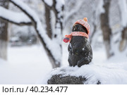 Скульптура суслика в шапке и шарфе, Магадан, Магаданская область, Россия. Забавная скульптура суслика (евражки) в городском сквере. По традиции зимой на скульптуру надевают шапку и шарф. Редакционное фото, фотограф Андрей Степанов / Фотобанк Лори