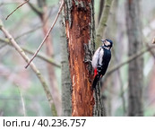 Beautiful forest woodpecker Dendrocopos medius on a tree looking for food. Стоковое фото, фотограф Фотограф / Фотобанк Лори