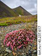 Красивые полевые цветы кальмии лежачей (Kalmia procumbens). Летний арктический пейзаж. Полевые цветы и растения тундры. Чукотка, Крайний Север России. Стоковое фото, фотограф Андрей Степанов / Фотобанк Лори