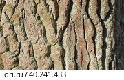 Tree bark. The camera slowly slides along the trunk. Стоковое видео, видеограф Виктор Тихонов / Фотобанк Лори