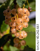 Крупные спелые ягоды белой смородины созрели на садовом участке. Large ripe white currant berries ripened on the garden plot. Стоковое фото, фотограф Мария / Фотобанк Лори
