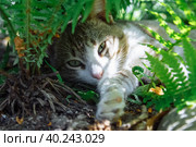 A cat lies in the leaves of a green fern in summer close-up, walking and pet health, vaccinations, vitamins, sterilization. Стоковое фото, фотограф Ирина Компаниец / Фотобанк Лори
