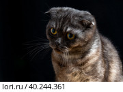 Шотландская вислоухая кошка. Стоковое фото, фотограф Алексей Горшенин / Фотобанк Лори