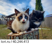 Чёрно-белые весенние коты. Стоковое фото, фотограф Александр Калашников / Фотобанк Лори
