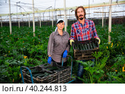 Portrait of man and woman wearing protective masks with boxes of ripe zucchini in greenhouse. Стоковое фото, фотограф Яков Филимонов / Фотобанк Лори