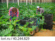 Positive farmer harvests zucchini in greenhouse. Стоковое фото, фотограф Яков Филимонов / Фотобанк Лори
