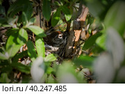 Полярная чечетка в гнезде (Acanthis hornemanni, Carduelis hornemanni). Наблюдение за птицами в их естественной среде обитания. Животный мир Чукотки и Сибири. Дальний Восток России. Июль. Стоковое фото, фотограф Андрей Степанов / Фотобанк Лори