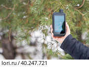 Tourist navigator with the starting point of the route in a man's hand on the background of a pine winter forest. Copy space. Стоковое фото, фотограф Роман Дзюбало / Фотобанк Лори