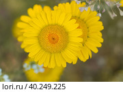 Yellow flowers of dyer's camomile (Anthemis tinctoria) Стоковое фото, фотограф Корнеев Вячеслав / Фотобанк Лори