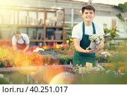 Skilled young male worker holding Iberis Sempervirens flower in pot in greenhouse. Стоковое фото, фотограф Яков Филимонов / Фотобанк Лори