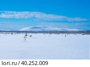 Кольский полуостров. Лесотундра на фоне горы Каменник. Стоковое фото, фотограф Анна Аникова / Фотобанк Лори