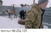 Западная Сибирь, село Русскинская: оленеводы ханты связывают северного оленя. Western Siberia, Russkinskaya village: reindeer herders tied reindeer. (2022 год). Стоковое видео, видеограф Евгений Романов / Фотобанк Лори