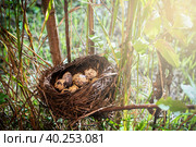 Гнездо дикой птицы с кладкой яиц. Стоковое фото, фотограф Станислав Самойлов / Фотобанк Лори