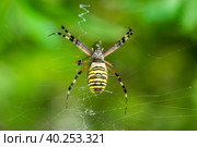 Yellow-black spider in her spiderweb - Argiope bruennichi. Стоковое фото, фотограф Корнеев Вячеслав / Фотобанк Лори