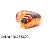 The big red catterpillar of Goat Moth (Cossus cossus), isolated on white. Стоковое фото, фотограф Корнеев Вячеслав / Фотобанк Лори