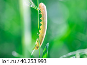 Cimbex femoratus birch Sawfly caterpillars. Стоковое фото, фотограф Корнеев Вячеслав / Фотобанк Лори
