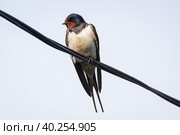 Swallow on the electric wire. Стоковое фото, фотограф Корнеев Вячеслав / Фотобанк Лори