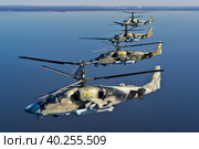 Ударный вертолёт Ка-52 "Аллигатор" ВКС России (2021 год). Редакционное фото, фотограф Александр Тарасенков / Фотобанк Лори