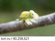 Cimbex femoratus birch Sawfly caterpillars. Стоковое фото, фотограф Корнеев Вячеслав / Фотобанк Лори