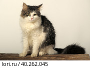 Norwegian forest cat on a tree. Стоковое фото, фотограф Анна Кривицкая / Фотобанк Лори