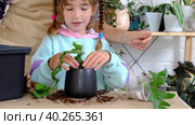 Daughter helps mom transplants home plants, plants sansevieria into a new soil and pot. Mom teaches taking care of potted plants. Hobbies for a child, helping an adult at home, the environment. Стоковое видео, видеограф Ольга Симонова / Фотобанк Лори