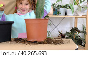Daughter helps mom transplants home plants, plants sansevieria into a new soil and pot. Mom teaches taking care of potted plants. Hobbies for a child, helping an adult at home, the environment. Стоковое видео, видеограф Ольга Симонова / Фотобанк Лори
