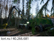 Ель на фоне работающей техники. Стоковое фото, фотограф Ксения Веревкина / Фотобанк Лори