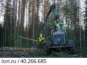 Лесозаготовка (2020 год). Редакционное фото, фотограф Ксения Веревкина / Фотобанк Лори