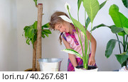 Girl transplants a potted houseplant into a new soil with drainage. Spathiphyllum sensation, potted plant care, watering, fertilizing, sprinkle the mixture with a scoop and tamp it in a pot. Стоковое видео, видеограф Ольга Симонова / Фотобанк Лори