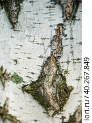 Birch bark texture close up vertically for background. Стоковое фото, фотограф Aleksandra Selivanova / Фотобанк Лори