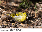 Eurasian Siskin on the ground. Стоковое фото, фотограф Корнеев Вячеслав / Фотобанк Лори