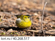 Eurasian Siskin on the ground. Стоковое фото, фотограф Корнеев Вячеслав / Фотобанк Лори