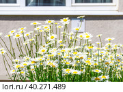 thickets of flowering daisies under the window of an apartment building in cloudless sunny weather. Стоковое фото, фотограф Дмитрий Коростылев / Фотобанк Лори