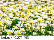 Seamless horizontal background with meadow of cornflowers blooming in a large flower bed, some of flowers are close-up. Стоковое фото, фотограф Дмитрий Коростылев / Фотобанк Лори
