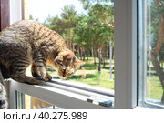 A domestic cat looks at the street from the window of the house. Walk and fresh air for the pet, protection from ticks, fleas. Стоковое фото, фотограф Ольга Симонова / Фотобанк Лори