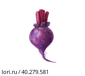 Watercolor beetroot isolated on white background. Стоковая иллюстрация, иллюстратор Екатерина Злобина / Фотобанк Лори