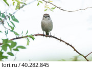 Lanius collurio on a branch. Стоковое фото, фотограф Корнеев Вячеслав / Фотобанк Лори