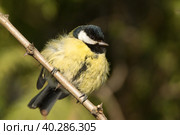 Tit on a branch. Стоковое фото, фотограф Корнеев Вячеслав / Фотобанк Лори