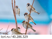 Young sparrow on branch. Стоковое фото, фотограф Корнеев Вячеслав / Фотобанк Лори