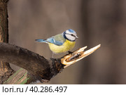 Tit on a branch. Стоковое фото, фотограф Корнеев Вячеслав / Фотобанк Лори
