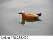 Утка огарь рассекает водную гладь в парке весной. Стоковое фото, фотограф Л.А.Дубина / Фотобанк Лори