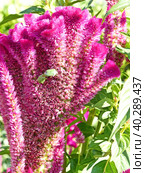 Целозия гребенчатая (Celosia argentea f. cristata), которую также называют «петушиным гребнем». Небольшое растение с мелкими цветками, собранными в крупные соцветия. Соцветия по форме напоминают петушиный гребень. Стоковое фото, фотограф Сергей Елизарьев / Фотобанк Лори