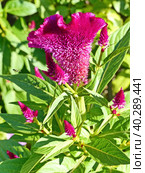 Целозия гребенчатая (Celosia argentea f. cristata), которую также называют «петушиным гребнем». Небольшое растение с мелкими цветками, собранными в крупные соцветия. Соцветия по форме напоминают петушиный гребень. Стоковое фото, фотограф Сергей Елизарьев / Фотобанк Лори