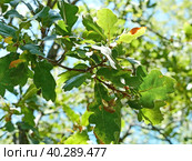 Пушистый дуб (лат. Quercus pubescens) достигает в высоту 18 метров. Растет в лесах нижнего пояса на южных склонах гор. Южный берег Крыма (2019 год). Стоковое фото, фотограф Сергей Елизарьев / Фотобанк Лори