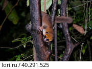 Night Portrait of the brown mouse lemur Microcebus rufus aka eastern rufous or russet in Ranomafana, Fianarantsoa, madagascar. Стоковое фото, фотограф Сергей Майоров / Фотобанк Лори