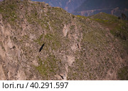 Condors above the Colca canyon at Condor Cross or Cruz Del Condor viewpoint, Chivay, Peru (2018 год). Стоковое фото, фотограф Сергей Майоров / Фотобанк Лори