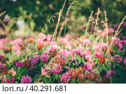 Meadow of Clover Flowers. Стоковое фото, фотограф Всеволод Белоусов / Фотобанк Лори