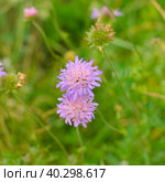 Close-up of a purple Aizoaceae flower in the rays of the daytime sun. Стоковое фото, фотограф Ирина Старикова / Фотобанк Лори