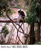 Portrait of the Coquerel's sifaka aka Propithecus coquereli at Lemurs park, Antananarivo, Madagascar. Стоковое фото, фотограф Сергей Майоров / Фотобанк Лори