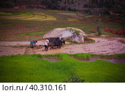 Landscape with the ploughing farmers and zebu at the rice fields and Onive river at Antanifotsy,Madagascar. Стоковое фото, фотограф Сергей Майоров / Фотобанк Лори